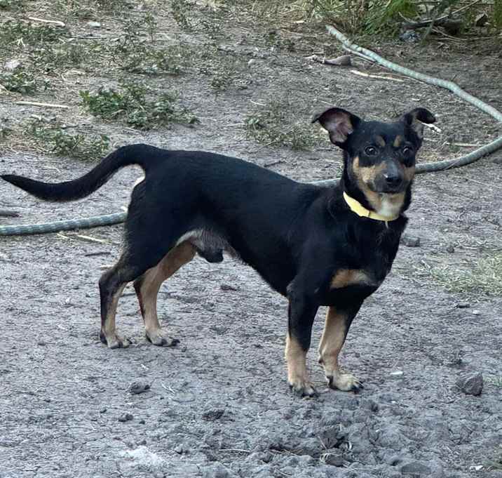 Photo of Sparky