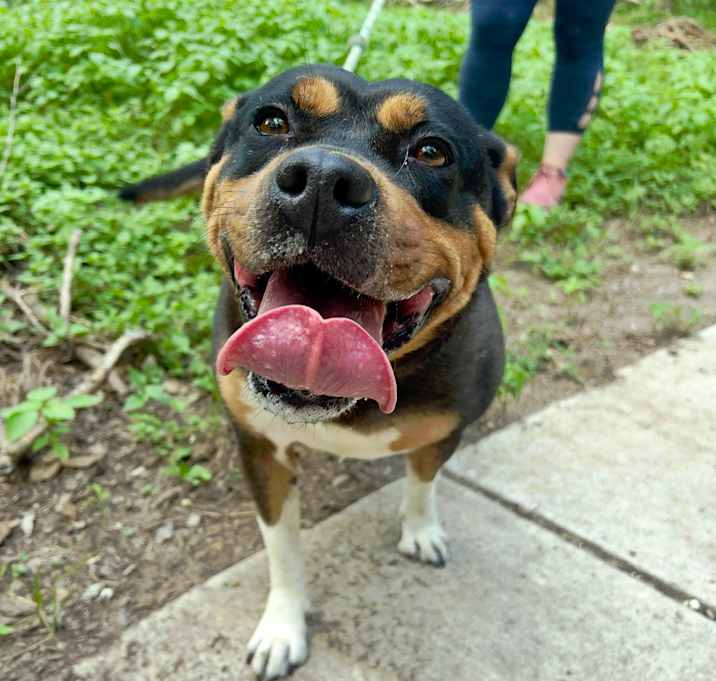 Photo of Stella