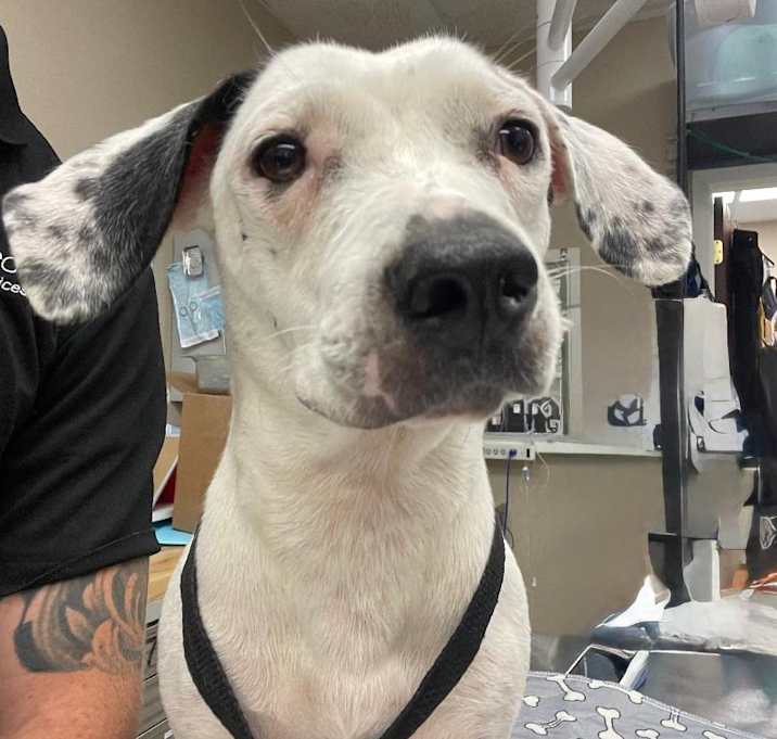 Photo of Cruella