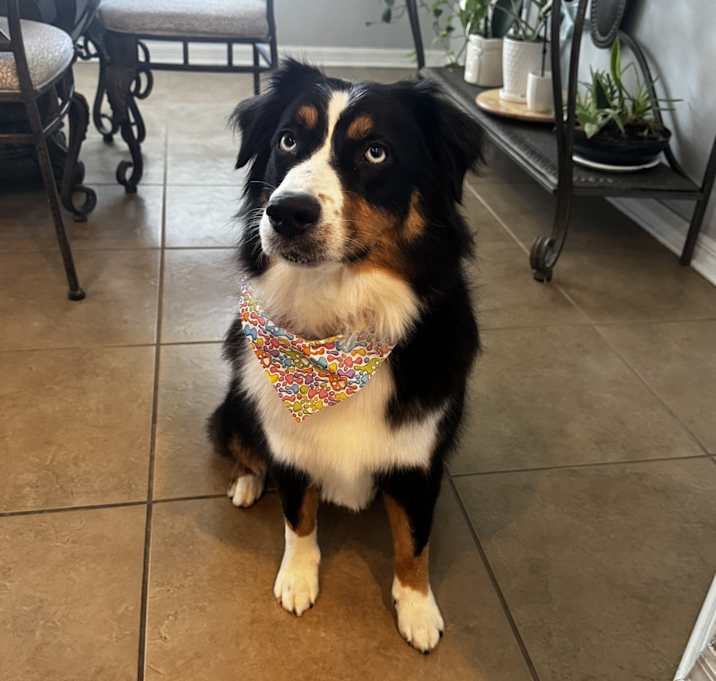 Photo of Clover