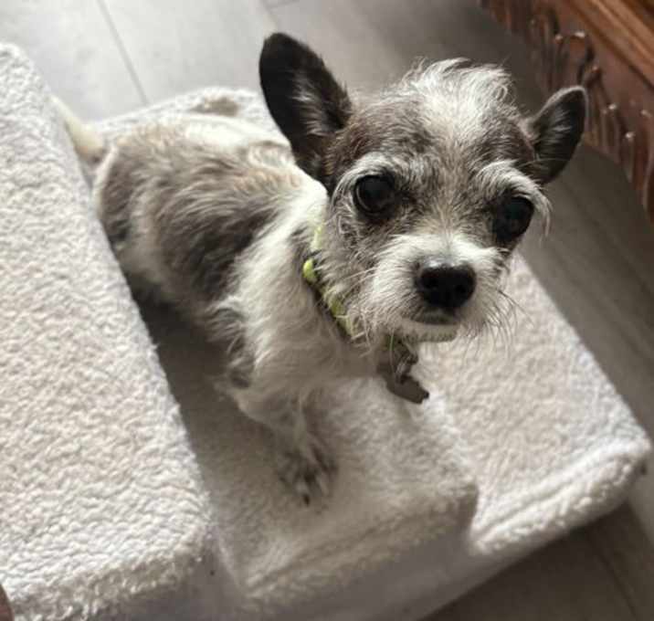 Photo of Rosie