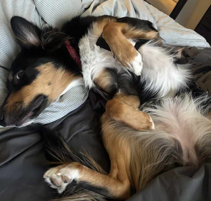 Photo of Willow