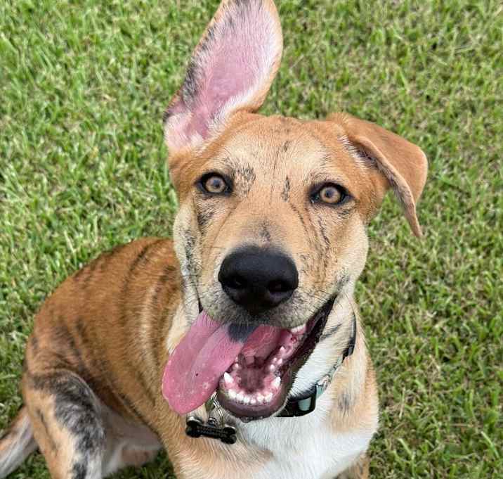 Photo of Tiger Gentle Pup