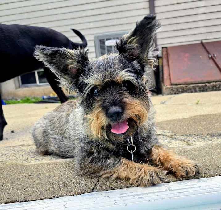 Photo of Benji
