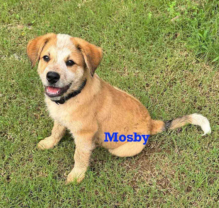 Photo of Mosby