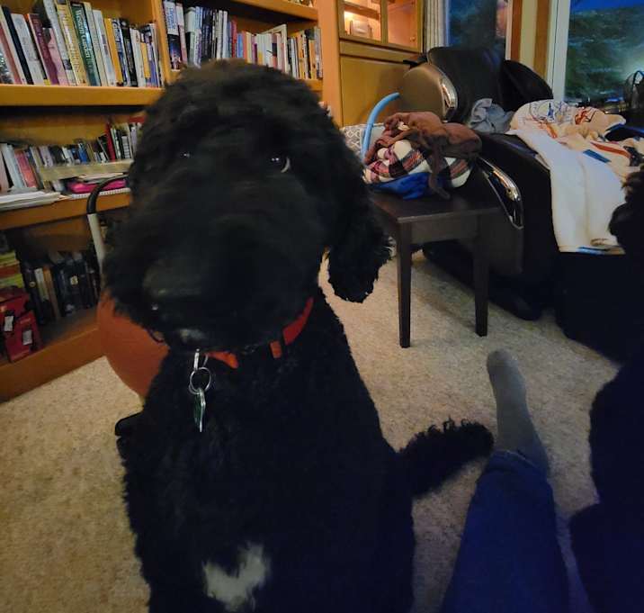 Photo of Teddy