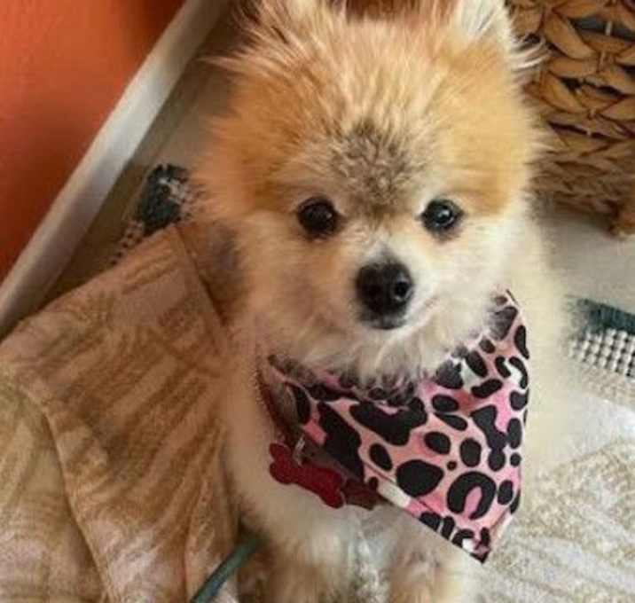 Photo of Missy