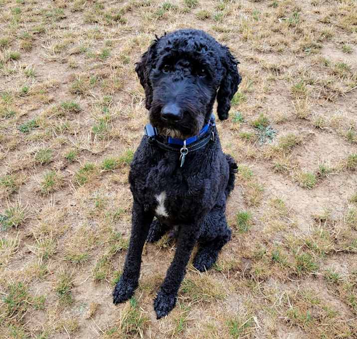 Photo of Bear