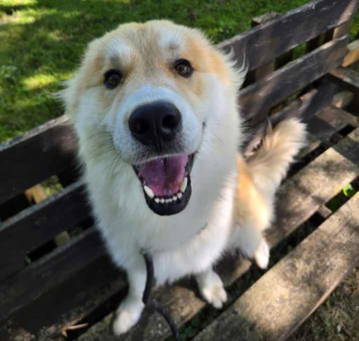 Photo of Teddy Bear