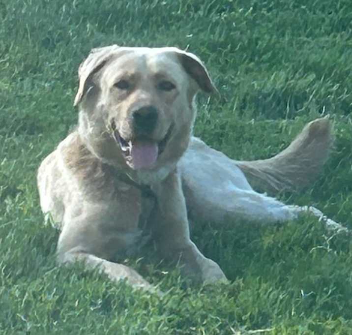 Photo of Buddy