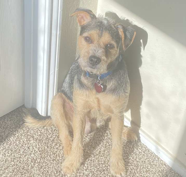 Photo of Ace