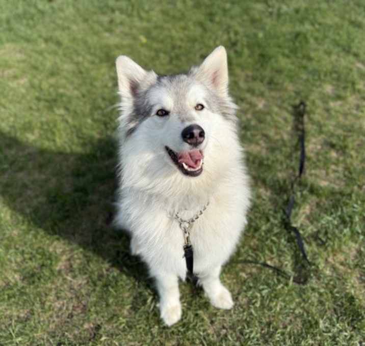 Photo of Hachiko