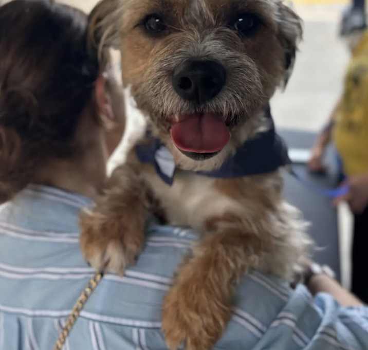 Photo of Scamp