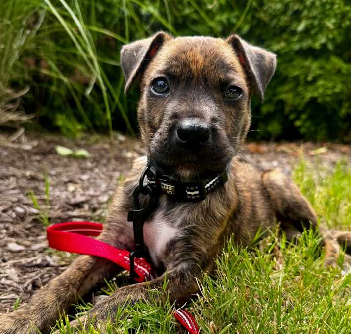 Photo of Dax