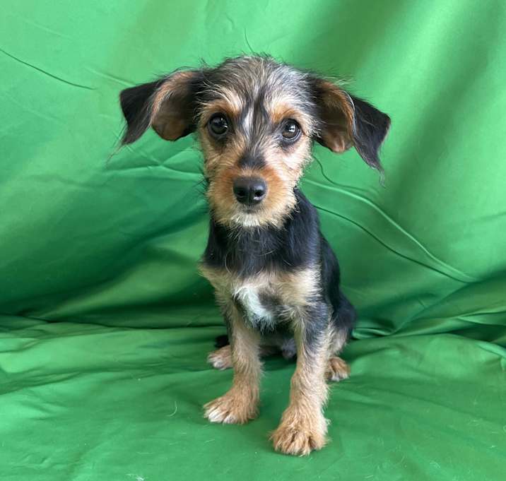 Photo of Maximus