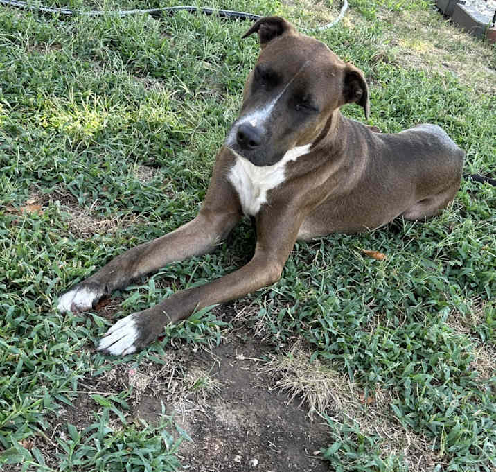 Photo of Brownie