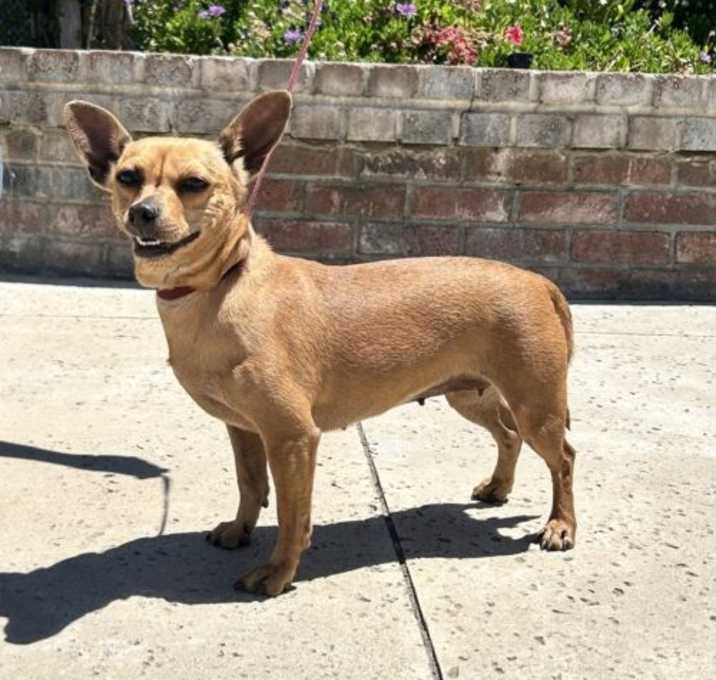 Photo of Rosie