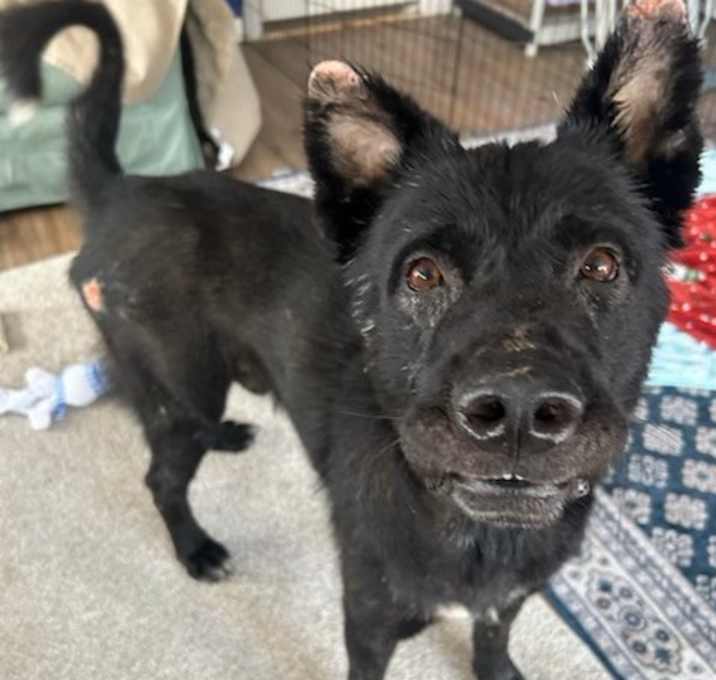 Photo of Baloo