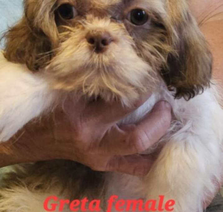 Photo of Greta 87
