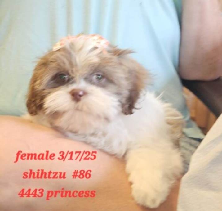 Photo of Princess #86