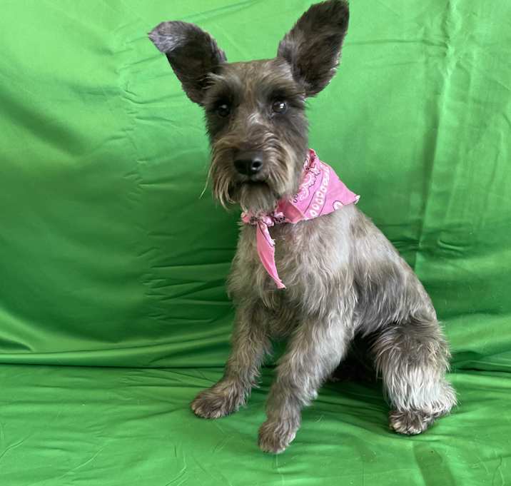 Photo of Trixie
