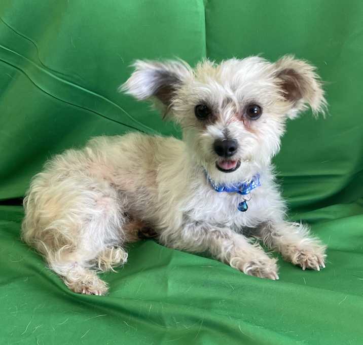 Photo of Buttercup
