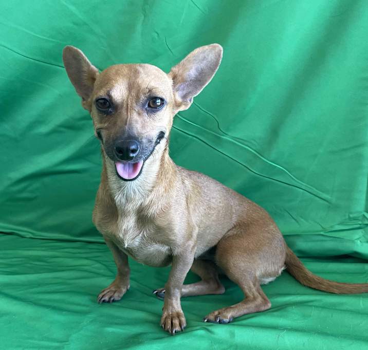 Photo of Chica