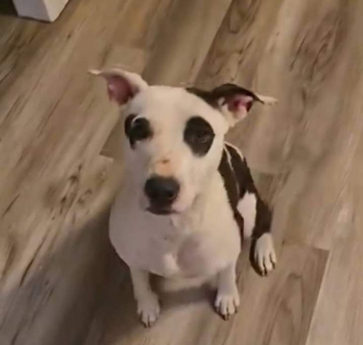 Photo of Darla
