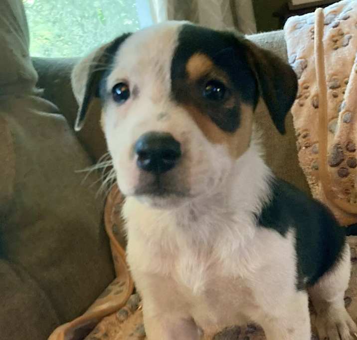 Photo of Buttercup