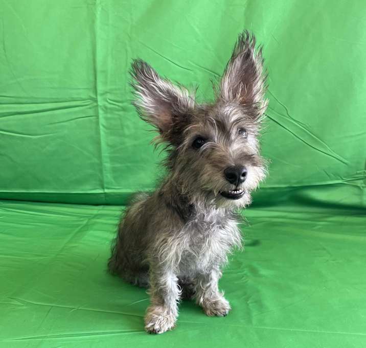 Photo of Sparky