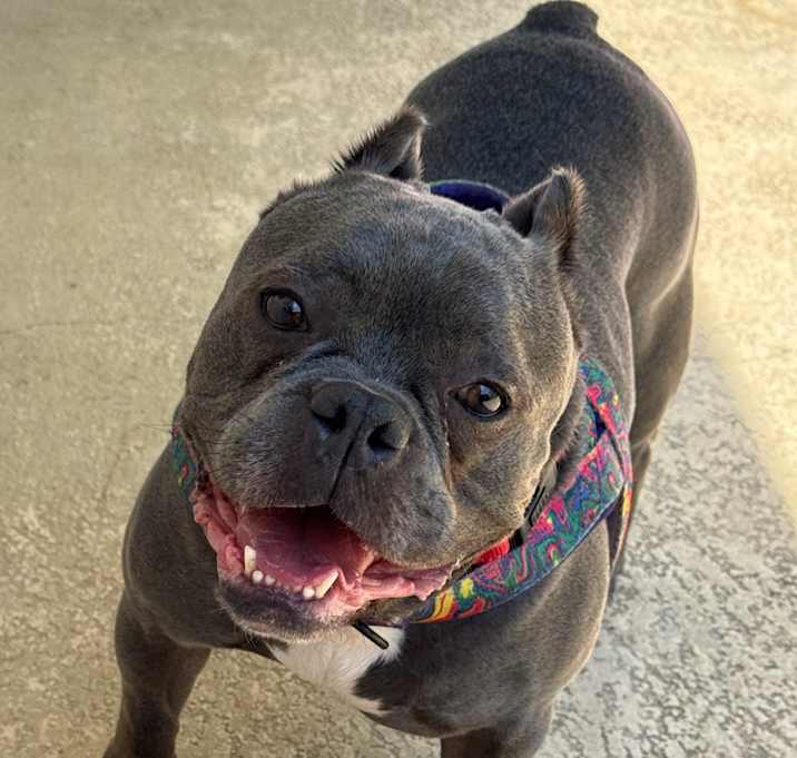 Photo of Dozer