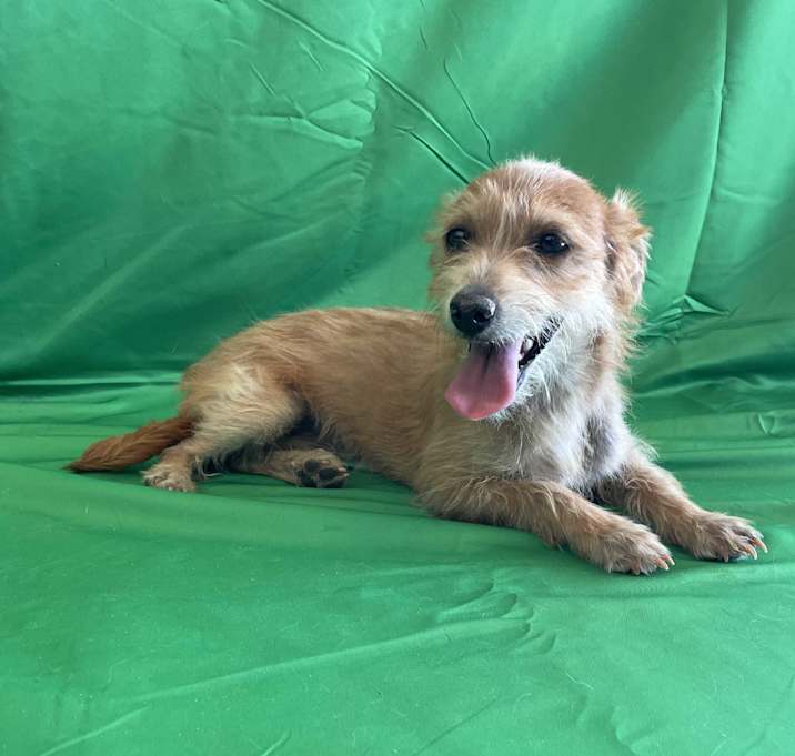 Photo of Ginger
