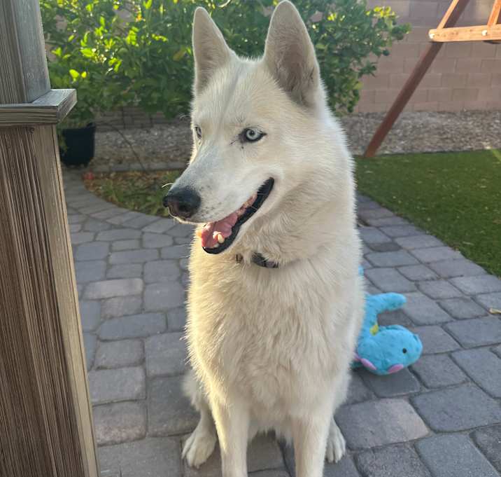 Photo of Skye