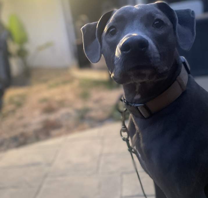 Photo of Rocky