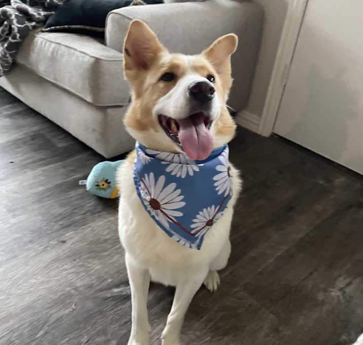 Photo of Daisy