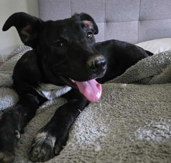 Photo of Raven