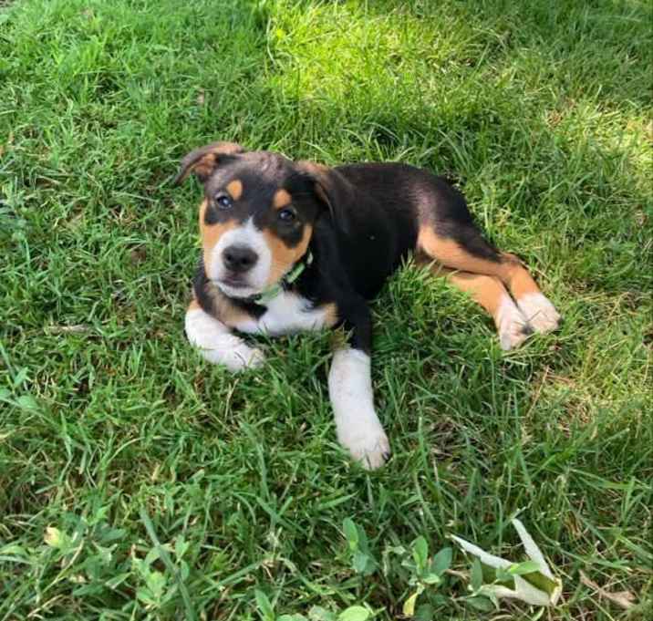 Photo of Reese