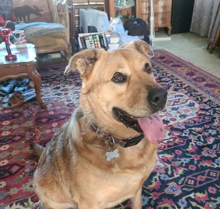 Photo of Chewy