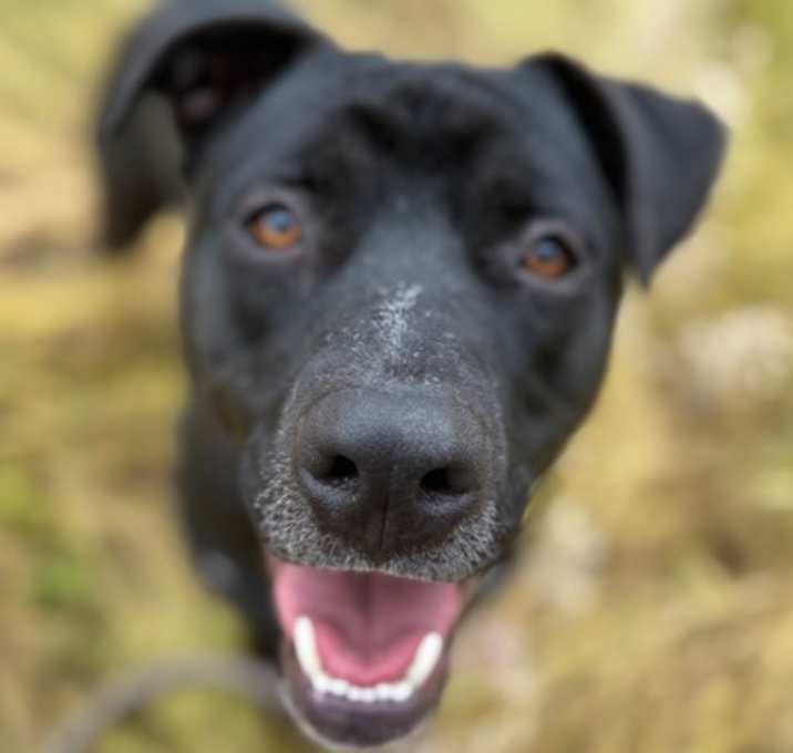 Photo of Panther