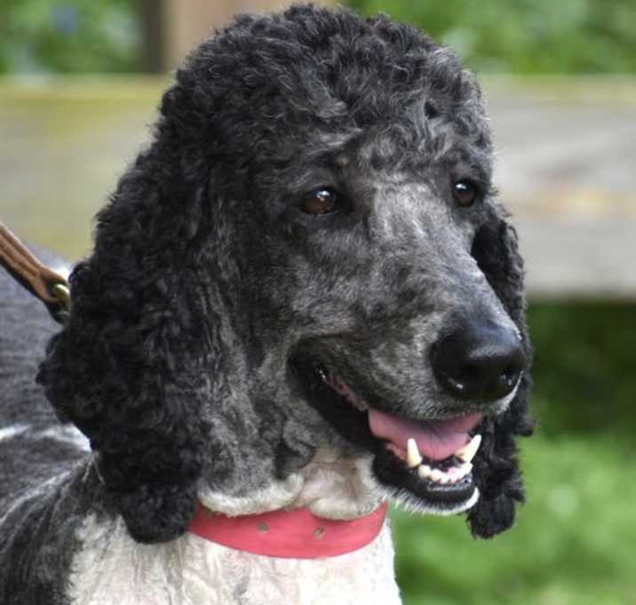 Photo of POSEY  PURE POODLE