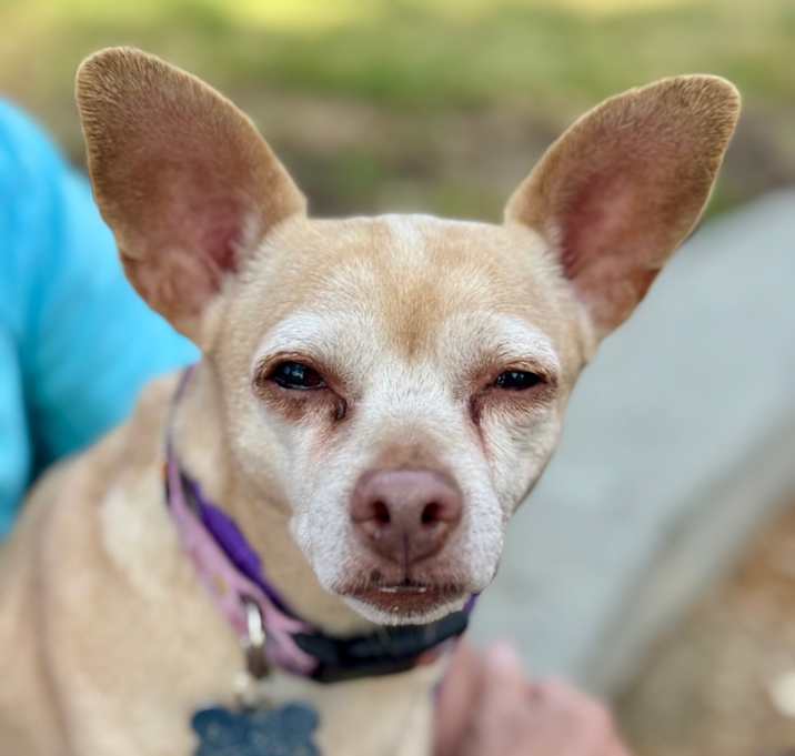 Photo of Dora(828)- Chino Hills Location