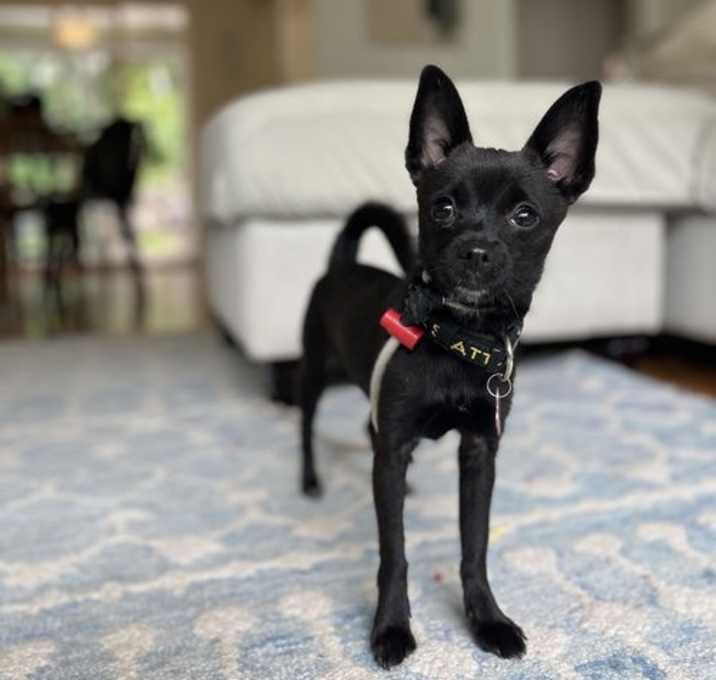 Photo of Minnow