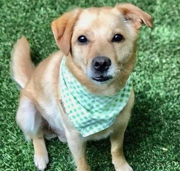 Photo of Apollo