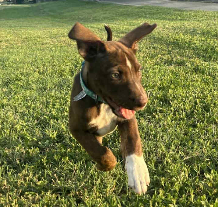 Photo of Dixie