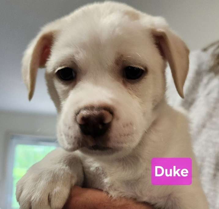 Photo of Duke