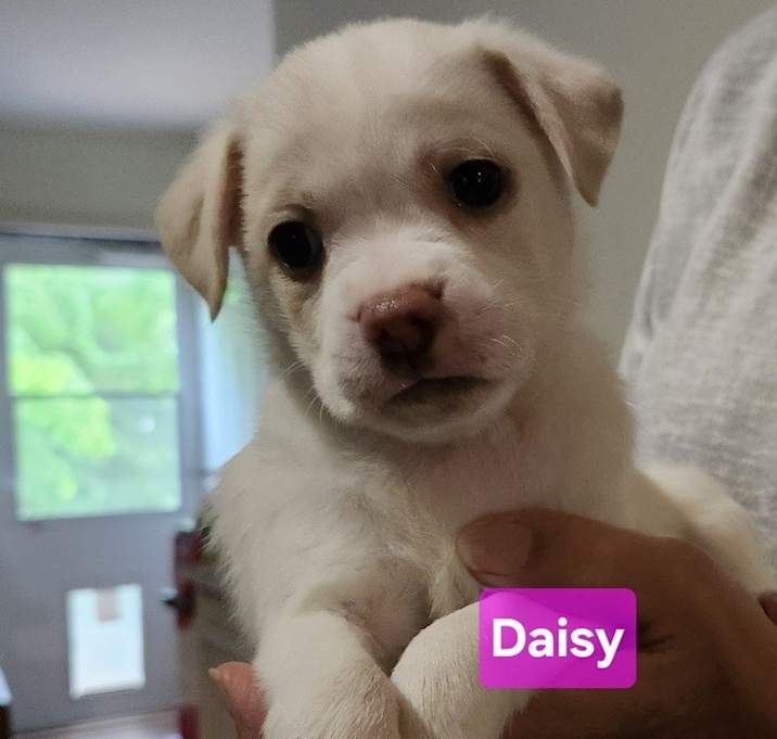 Photo of Daisy