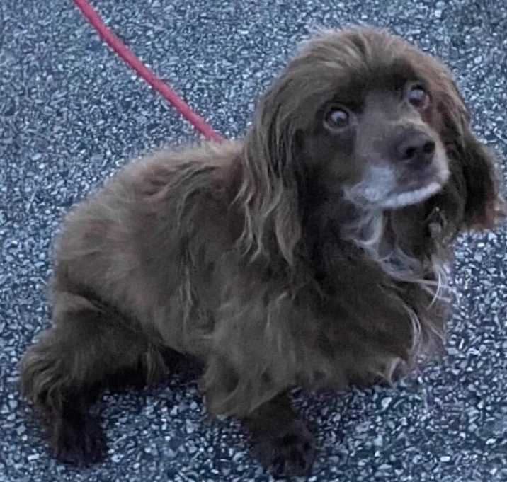 Photo of Pooky