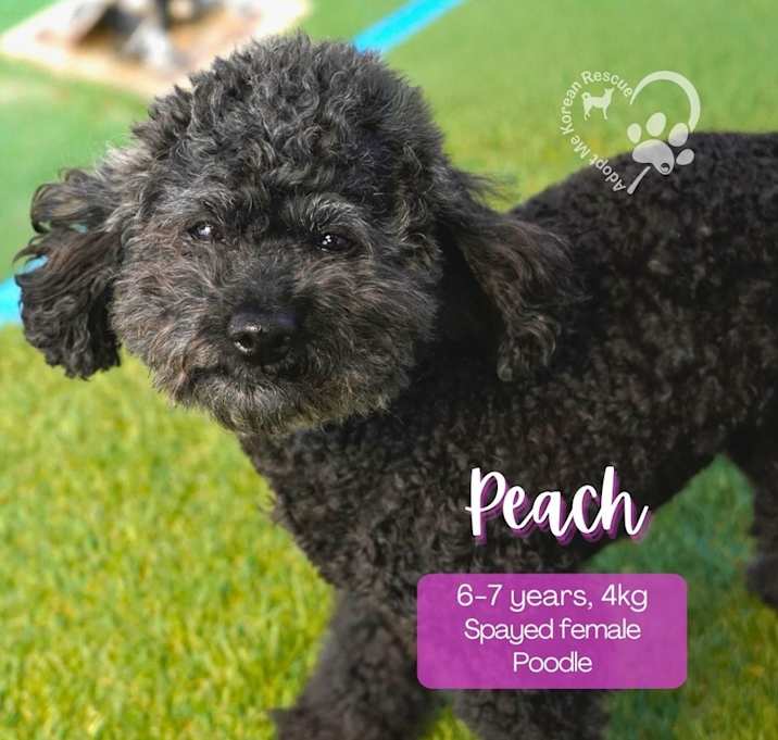 Photo of Peach