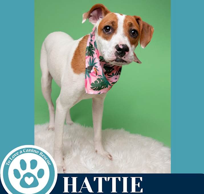 Photo of Hattie (Two Peas in a Paw) 062125