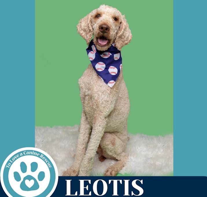 Photo of Leotis 062125